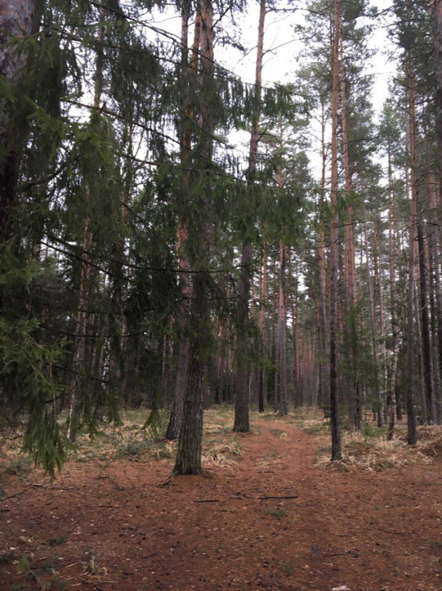 ялес